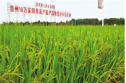 五丰科技助力崇州10万亩国家现代农业示范区建设